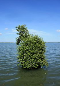 avicennia_marina_grey_mangrove